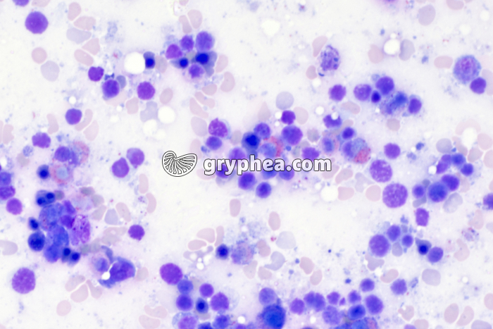 Moelle osseuse x200 - gryphea.org